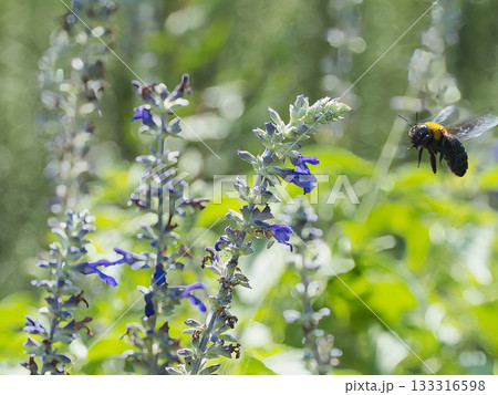 セージの蜜を吸うキムネクマバチ セージの蜜を吸うキムネクマバチ 133316598
