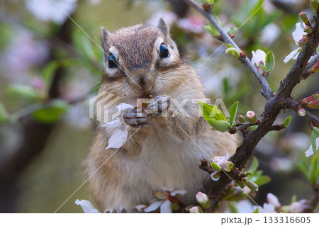 ユスラウメの花弁を食べるシマリス ユスラウメの花弁を食べるシマリス 133316605
