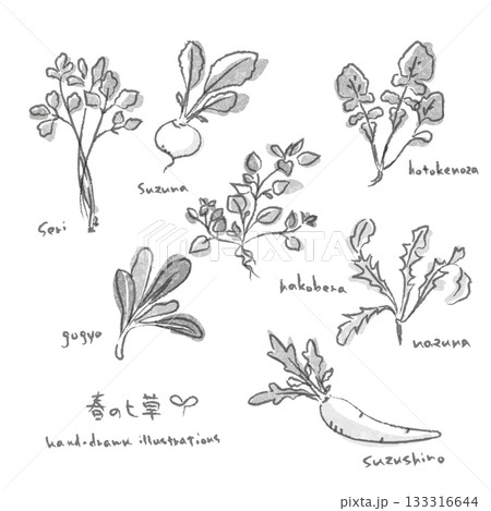 春の七草イラストセット 水墨画風の手描きイラスト 春の七草イラストセット 水墨画風の手描きイラスト 133316644