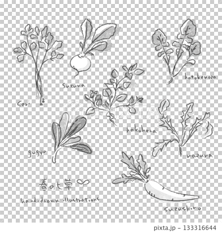 春の七草イラストセット 水墨画風の手描きイラスト 春の七草イラストセット 水墨画風の手描きイラスト 133316644