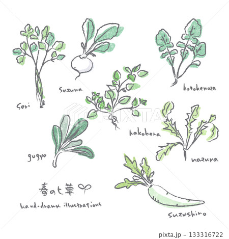 春の七草イラストセット　手描き水彩風のあたたかみのあるイラスト 133316722
