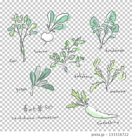 春の七草イラストセット　手描き水彩風のあたたかみのあるイラスト 133316722