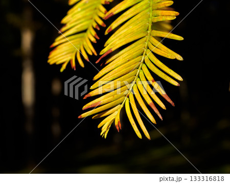 黄色く紅葉したシダの葉 クローズアップ 黄色く紅葉したシダの葉 クローズアップ 133316818