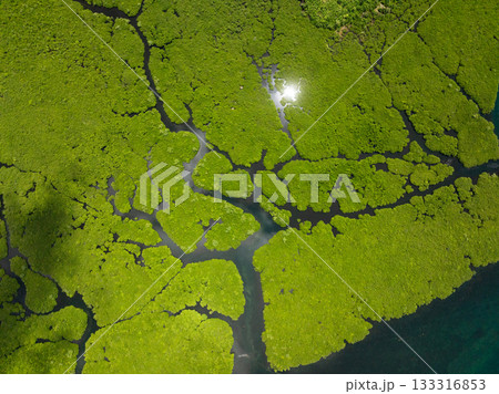 Bright sunlight reflecting on waterways through dense green mangrove forest with narrow channels. Siargao, Philippines. 133316853
