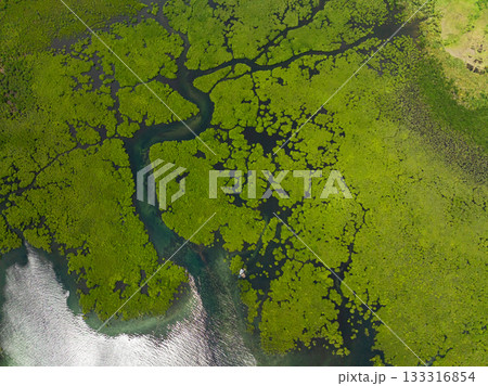 Dense green mangrove forest with winding waterways and patches of dark blue water. Siargao, Philippines. 133316854