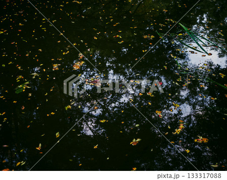 水面に浮かぶ紅葉した秋の落ち葉 133317088