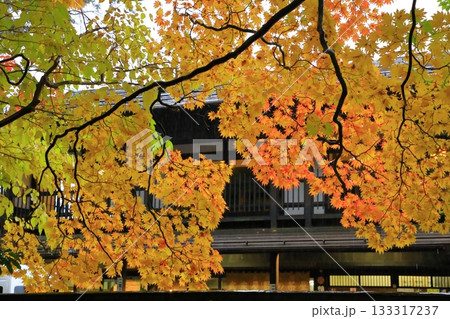 秋の角館武家屋敷通り 紅葉風景 秋の角館武家屋敷通り 紅葉風景 133317237