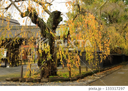 秋の角館武家屋敷通り　紅葉風景 133317297