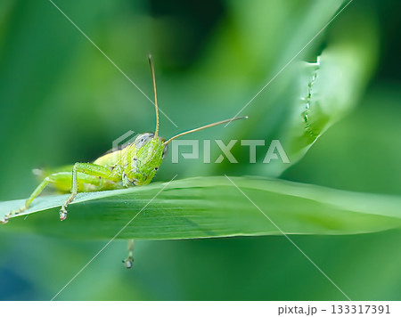 葉にとまるバッタ 133317391