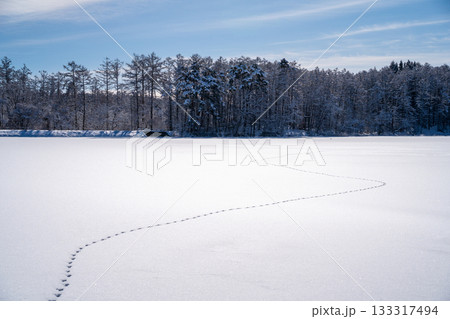 凍った大座法師池に残るキツネの足跡(飯綱高原) 凍った大座法師池に残るキツネの足跡(飯綱高原) 133317494