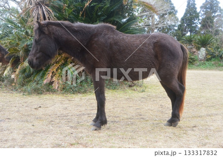 都井岬のミサキウマ（宮崎県串間市大納） 133317832