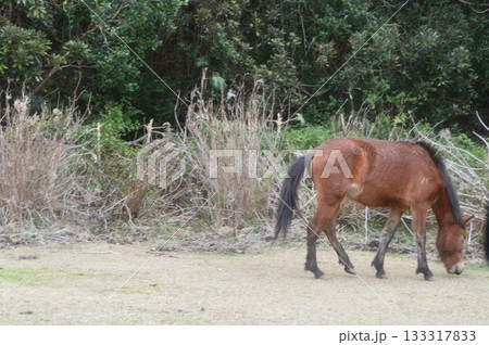 都井岬のミサキウマ（宮崎県串間市大納） 133317833