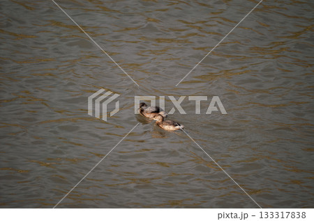 信濃川・やすらぎ堤の鳰(かいつぶり) 133317838