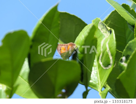 11月オロブランコ(スウィーティ)の葉にウラギンシジミ蝶2 11月オロブランコ(スウィーティ)の葉にウラギンシジミ蝶2 133318175