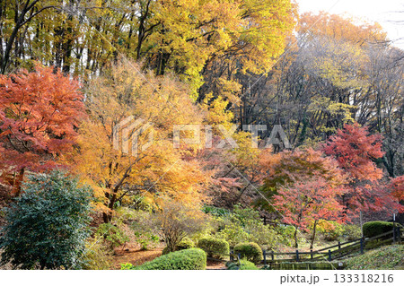 東京都町田市野津田薬師池公園の北奥歩道の紅葉 東京都町田市野津田薬師池公園の北奥歩道の紅葉 133318216