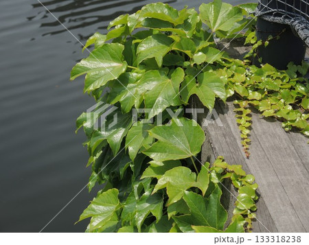 水辺に生える緑の植物 水辺に生える緑の植物 133318238