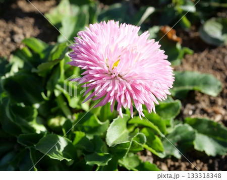 ピンクの花を咲かせるキク ピンクの花を咲かせるキク 133318348
