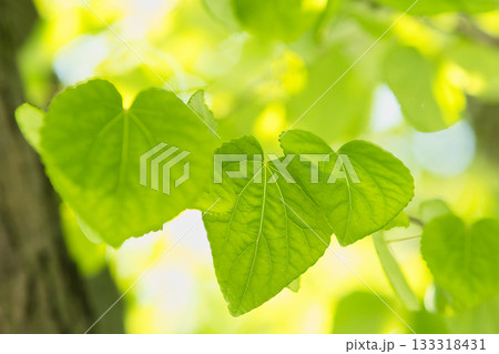 光を浴びて輝く若葉 133318431