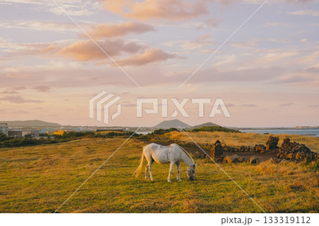 White Horse Grazing near a Stone Wall in a Jeju Pasture with the Ocean in the Background at Sunset White Horse Grazing near a Stone Wall in a Jeju Pasture with the Ocean in the Background at Sunset 133319112
