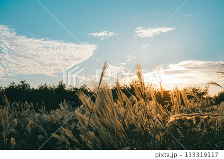 Panoramic View of Golden Sunset over Reed Field 133319117