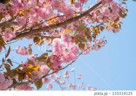 Lush Pink Double Cherry Blossom Tree of Korea Against a Blue Sky 133319125