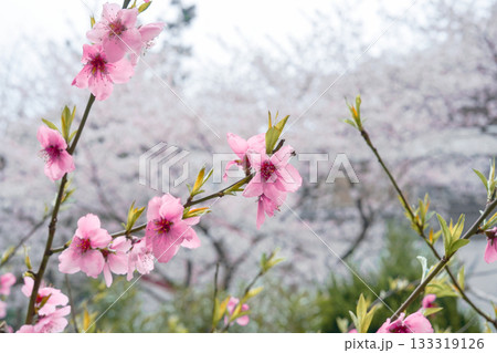 Vibrant Pink Azalea or Rhododendron Blossoms Focused on a Dark Background Vibrant Pink Azalea or Rhododendron Blossoms Focused on a Dark Background 133319126