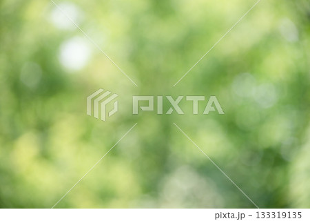 Defocused natural background blurred tree. Natural defocus light. 133319135