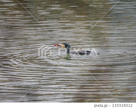 ザリガニを捕まえたカワウ 133319312