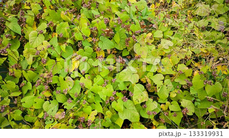 マルバルコウ 133319931