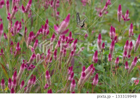 ノゲイトウの花畑とアゲハ蝶 ノゲイトウの花畑とアゲハ蝶 133319949