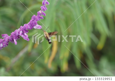 アメジストセージの花とホウジャク アメジストセージの花とホウジャク 133319951