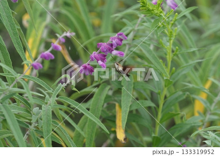 アメジストセージの花とホウジャク アメジストセージの花とホウジャク 133319952