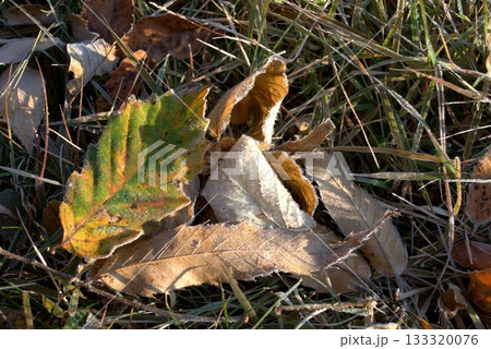 霜がついた落ち葉 霜がついた落ち葉 133320076