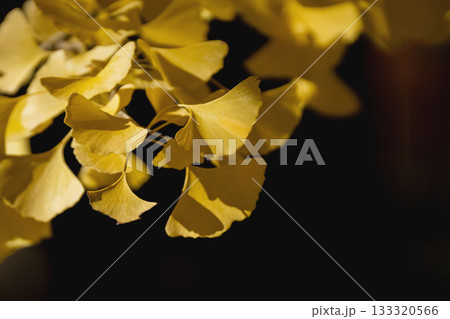 黄色く色づくイチョウの葉 黄色く色づくイチョウの葉 133320566