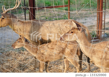 Group Of Brown Deer Behind Wire Farm Fence 133320900