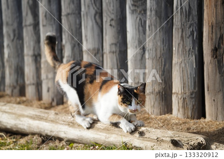 爪を研ぐサクラ耳カットの三毛猫 爪を研ぐサクラ耳カットの三毛猫 133320912