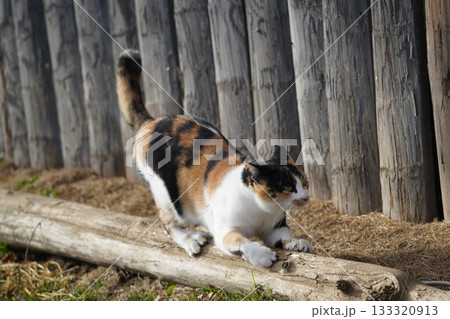 爪を研ぐサクラ耳カットの三毛猫 133320913