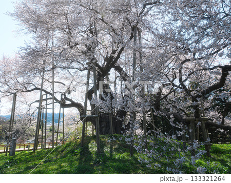 戸津辺の桜　春の風景 133321264