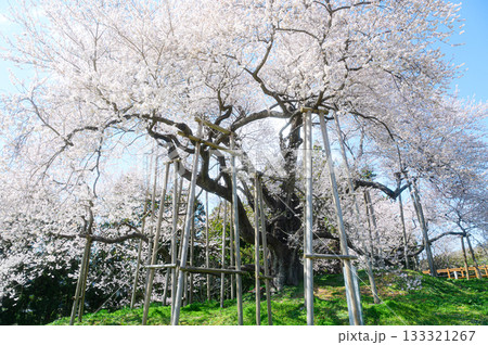 戸津辺の桜　春の風景 133321267