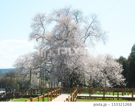 戸津辺の桜 春の風景 戸津辺の桜 春の風景 133321268