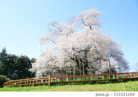 戸津辺の桜 春の風景 戸津辺の桜 春の風景 133321269