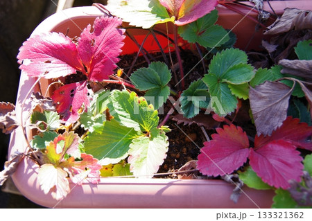 イチゴの葉の紅葉 イチゴの葉の紅葉 133321362