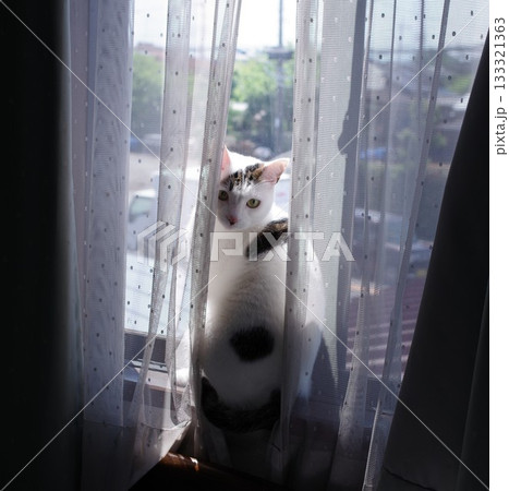 窓から外を見る猫 窓から外を見る猫 133321363
