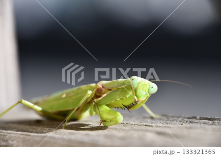 カマキリ カマキリ 133321365