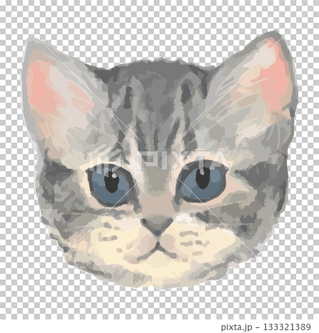 美國短毛貓 – 來自世界各地的貓咪特寫插圖 – 逼真的觸控向量圖 133321389