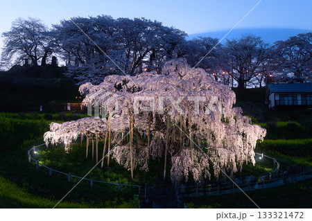 三春の滝桜 春の風景 三春の滝桜 春の風景 133321472