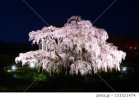 三春の滝桜 春の風景 三春の滝桜 春の風景 133321474