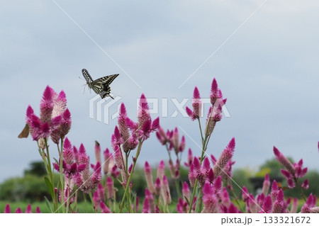 ノゲイトウの花の上をとぶアゲハ蝶 133321672