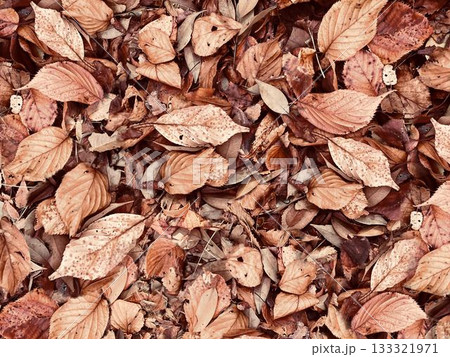 落ち葉の風景 133321971