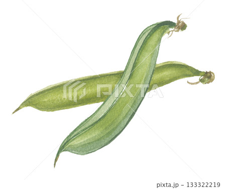 水彩で描いたナタマメ　なた豆 133322219